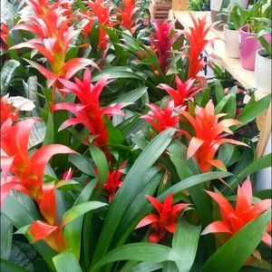 Meet your Posher, Blessed